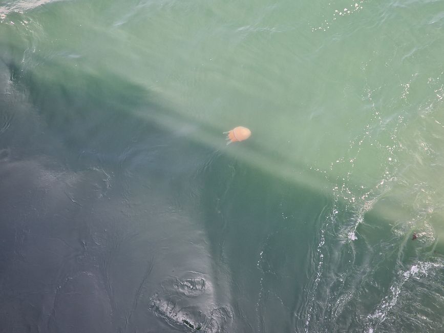 Jellyfish entering Scotland