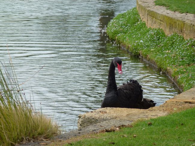 Black Swan - Perth's symbol