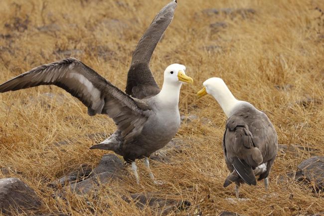 Day 7: Galapagos Albatross
