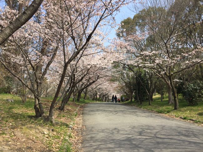 Erster Spaziergang bei blühender Kirschblüte