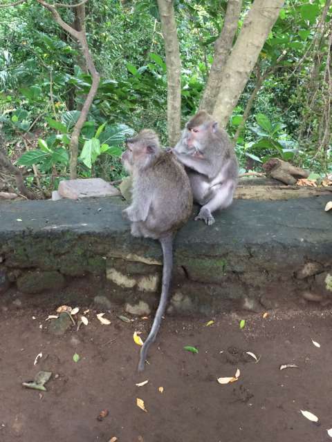 Monkeys in Monkey Forest at Ubud