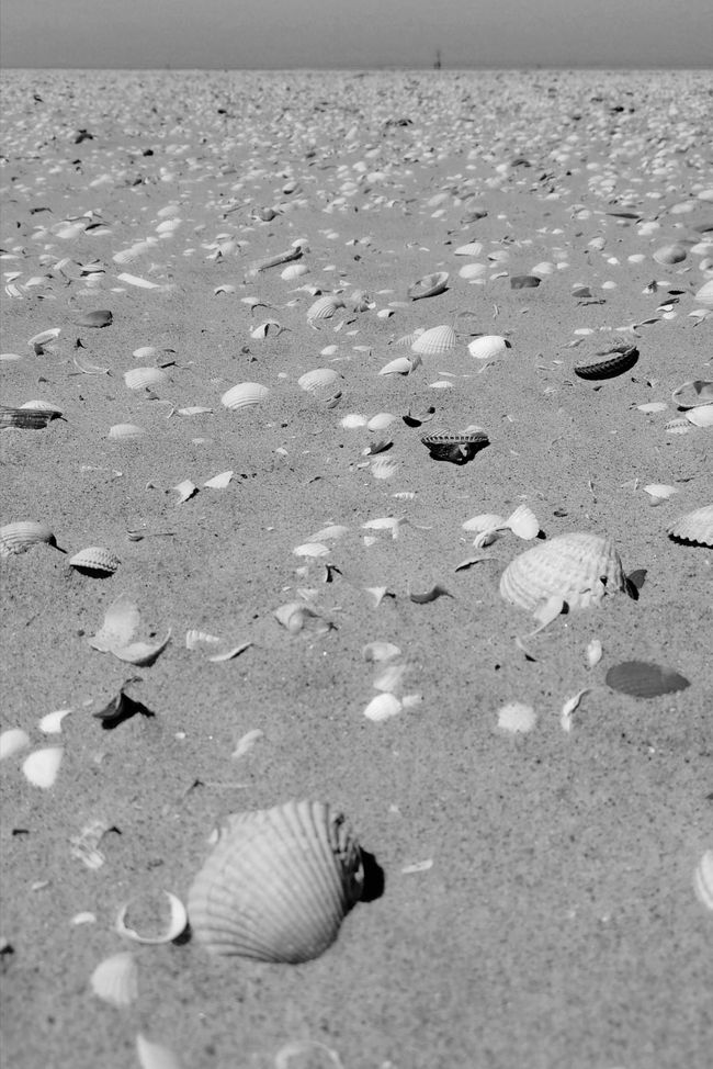 So many beautiful seashells 😯