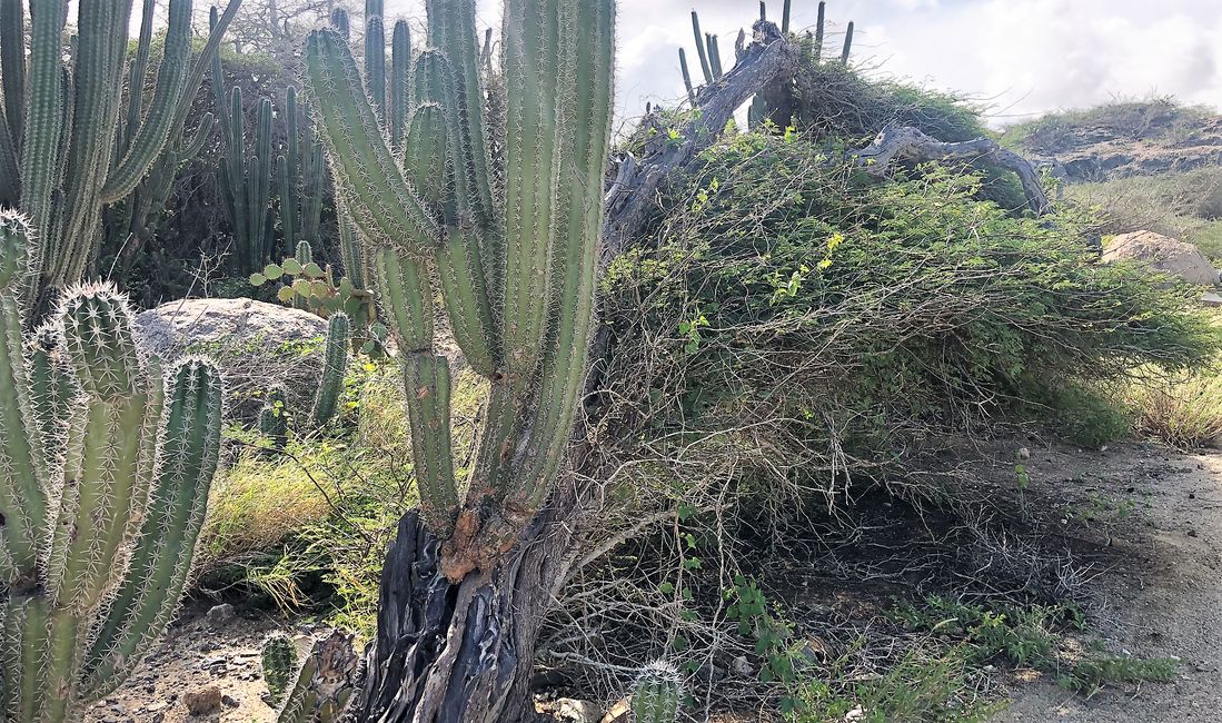 Kaktus auf Divi