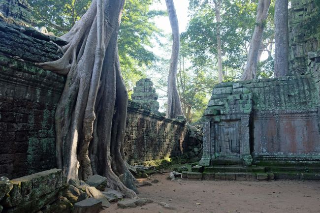 Not all of the temples around Angkor could be protected from the growing jungle
