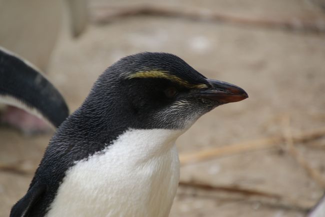 Fjordland Pinguin