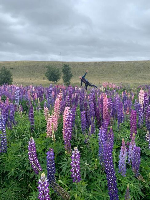 Lupines with N.