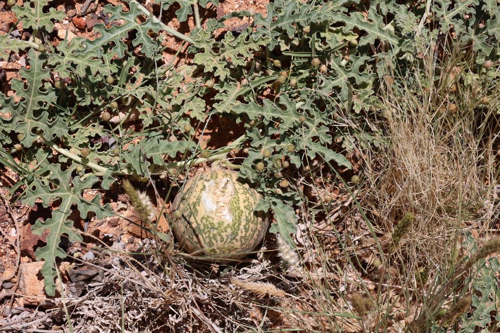 Paddys melon at the Painted Desert