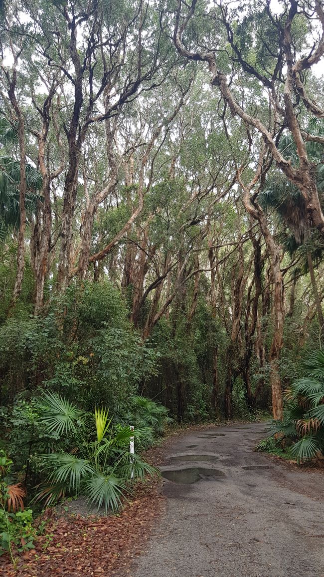 Coastal forest with campground