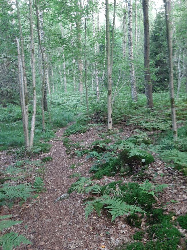 Birch forest on the way to the lake