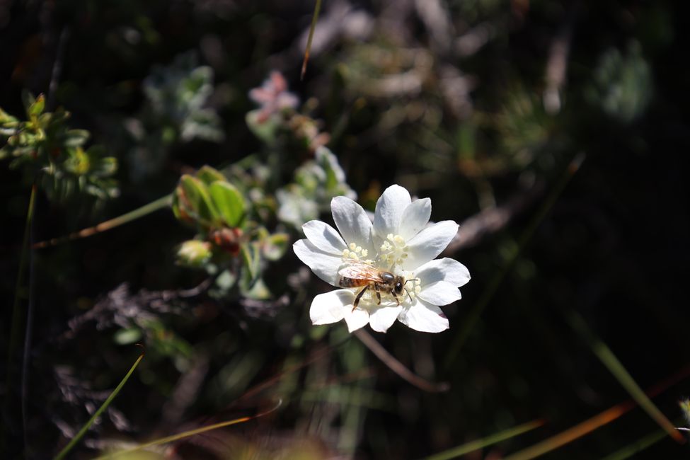 Wildflowers in Lesueur National Park