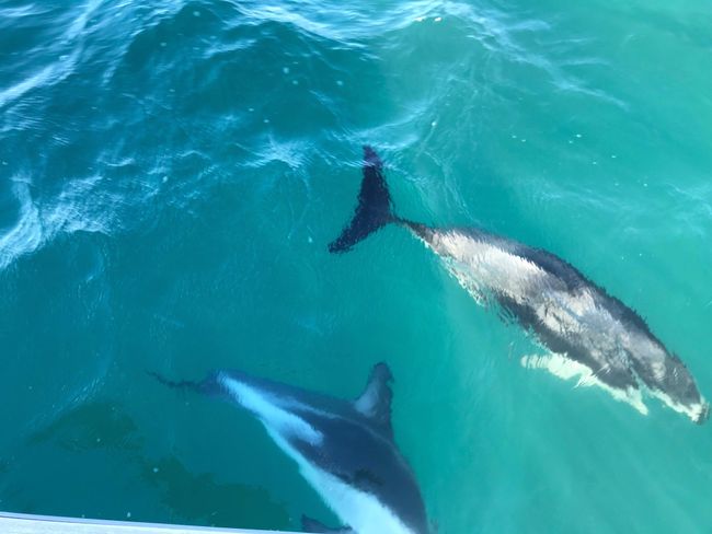 Daytrip: Dolphin Swim in Kaikoura