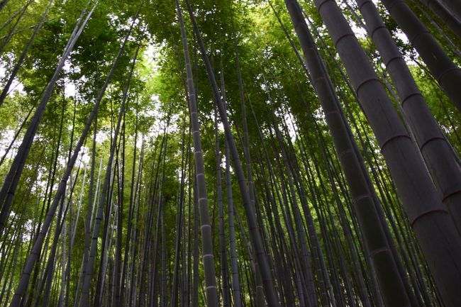 Bambuswald vom Hokuji Tempel