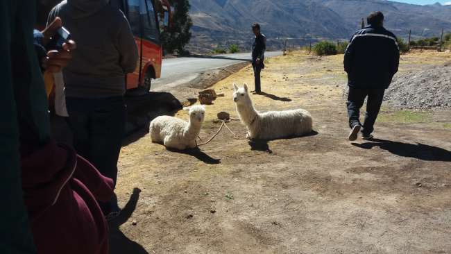 Petting Baby Alpacas in the Colca Canyon