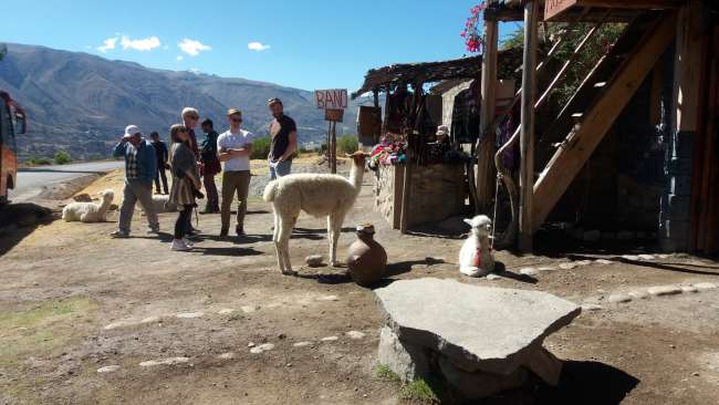 Petting Baby Alpacas in the Colca Canyon