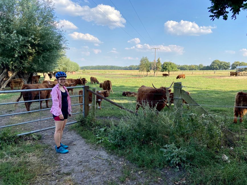 Un troupeau de vaches Highland