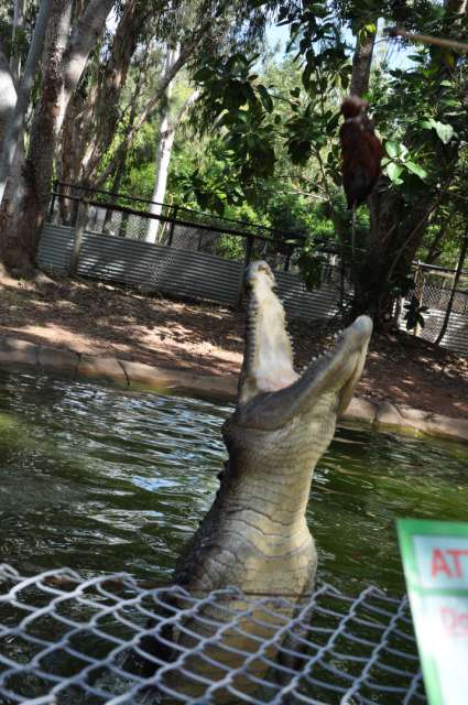 Dieses Krokodil wurde am Strand 10 Kilometer entfernt gefundenn