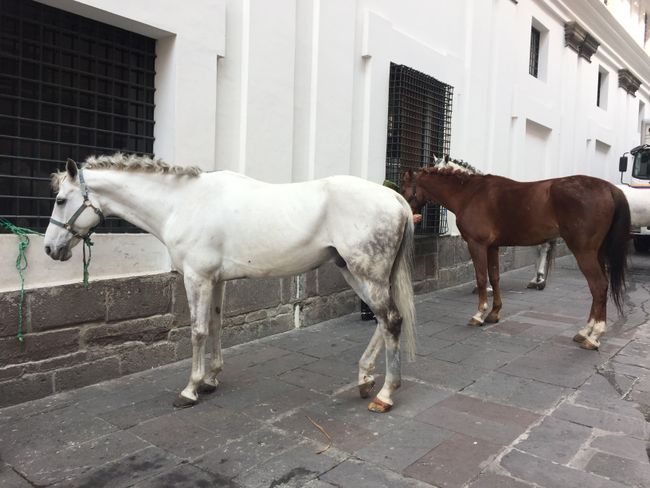 Pferde vor dem Palast 