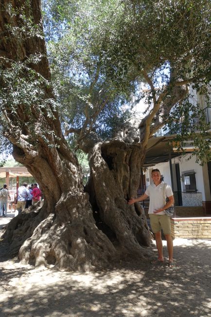 El Rocío Olive Tree
