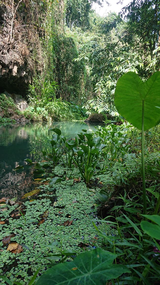 Buon Ma Thuot, jungle ❤️