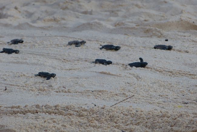 Babyschildkröten auf dem Weg ins Meer