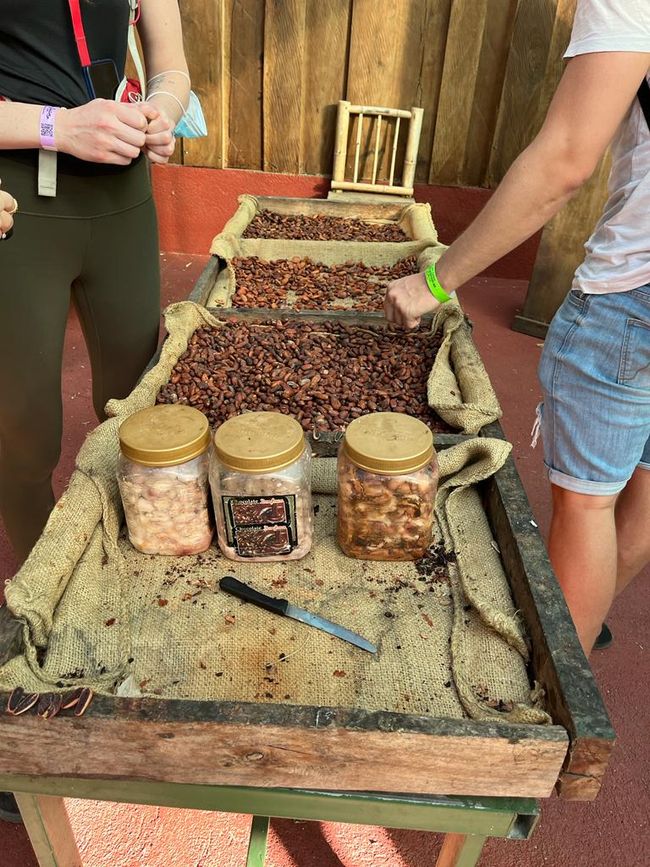 Fermentierung und Trocknung von Kakaobohnen