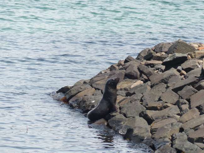 Seal on the Otago Peninsula