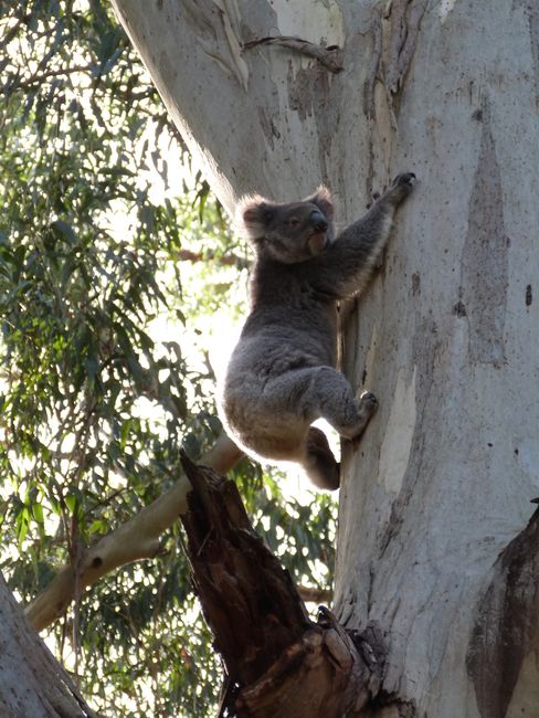 und ein aktiver Koala!