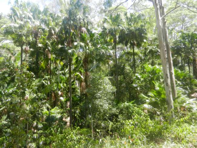 rainforest in Bundjalung National Park