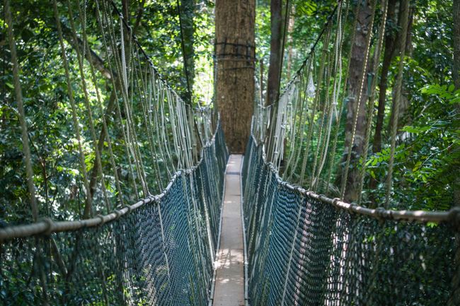 Expedition im malaysischen Dschungel | Teil 1