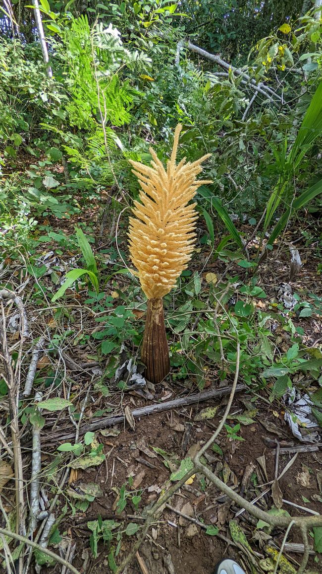 Aufenthalt im Süd Pantanal (Zusammenfassung)