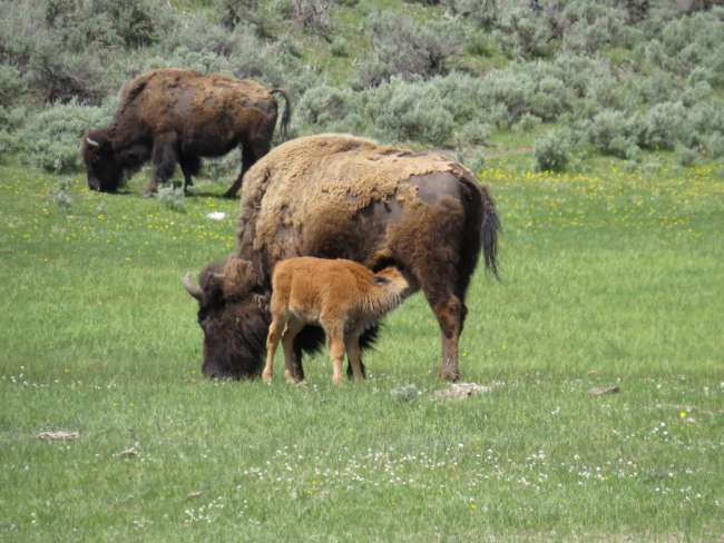Tag 8: Yellowstone NP, Canyon, enzizi z’amazzi agookya eza Mammoth, ekiwonvu kya Lamar und Grizzly