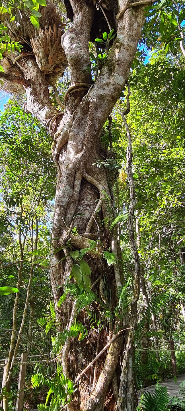 Day 14/15 - Kuranda