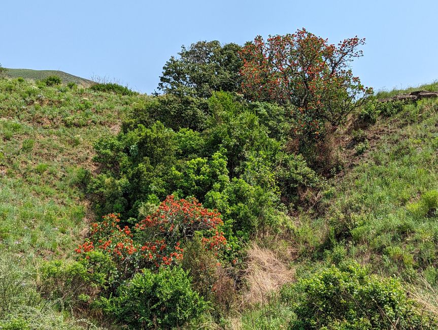 Royal Natal Drakensberg Park