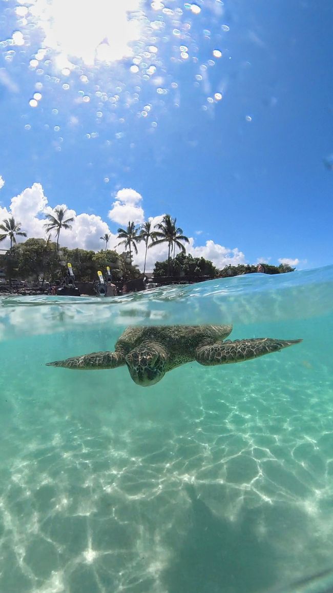 Tag 11 Big Island – Schildkröten, Wellenspaß, Beach Time und eine herbe Enttäuschung
