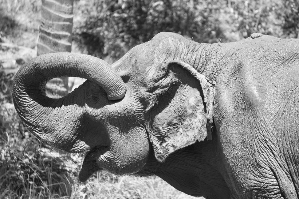 Alte Elefantendamen