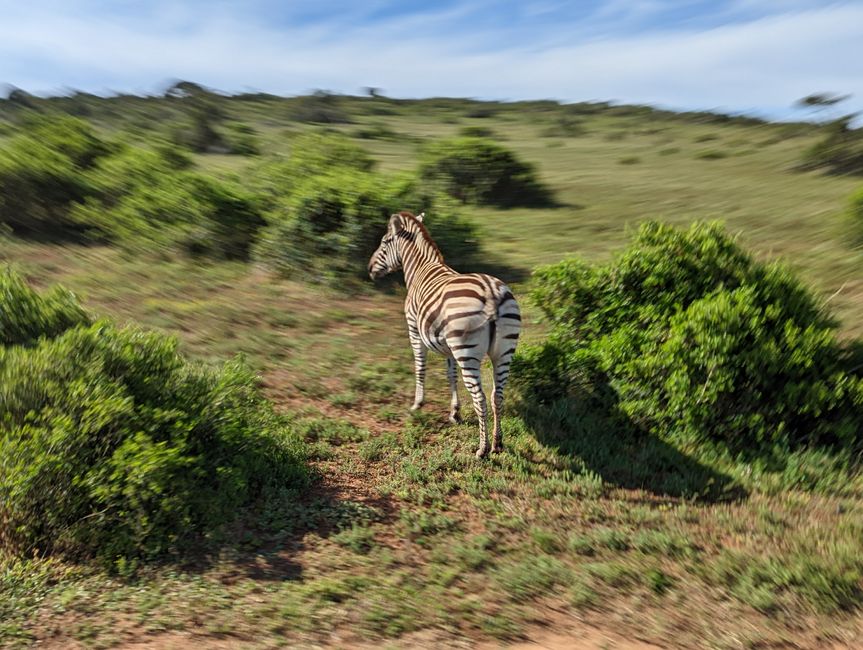 Safari - 四大国