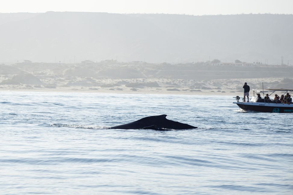 The first humpback whale sighting with her calf