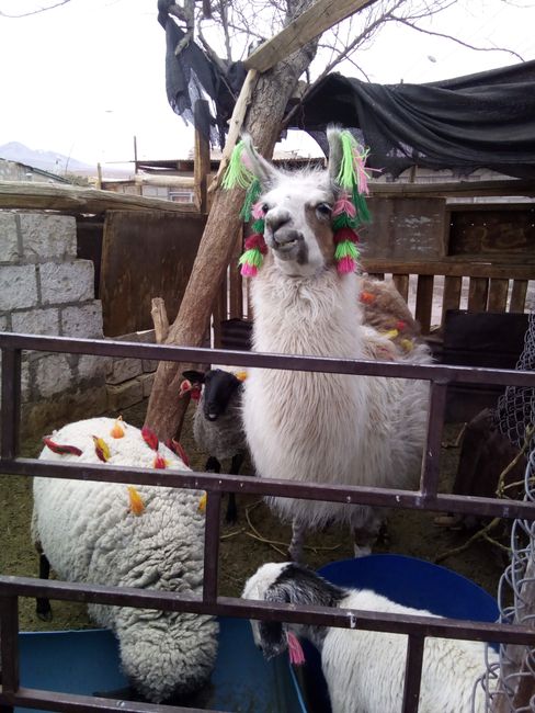 Llama 😍 with ornaments made of llama wool (ritual)