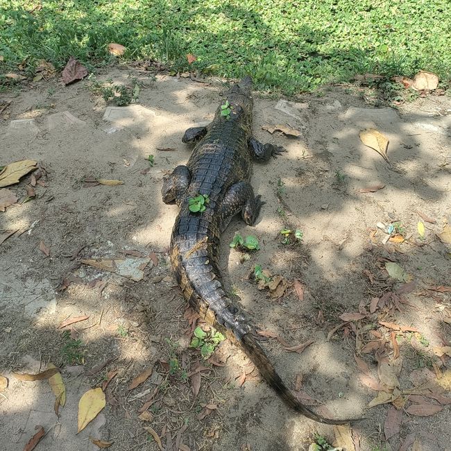Our friend the crocodile