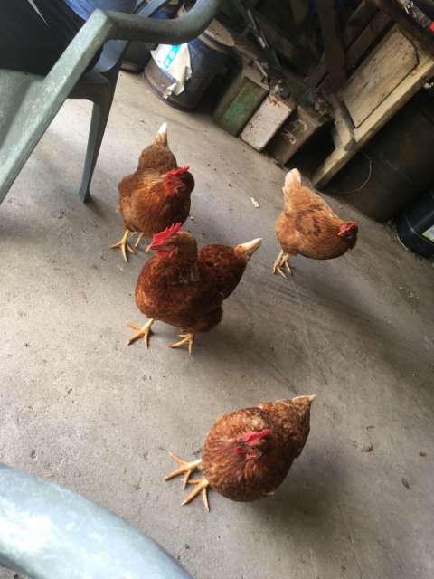 Hühner in der Lunchbreak 