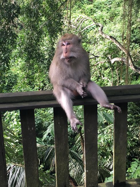Bali - Monkeys, Russians, and Bandanas