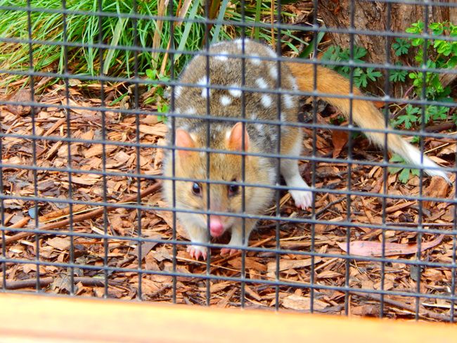Trowunna, eastern quoll