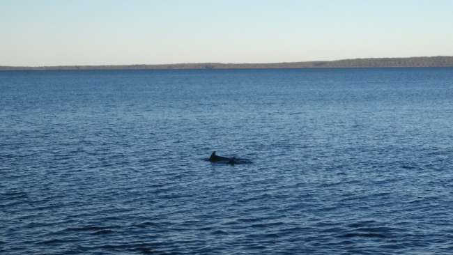 Paseo por las Arenas Blancas - Delfines