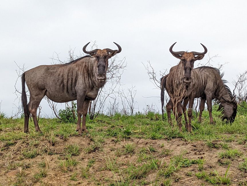 Hluhluwe-Imfolozi-Nationalparks