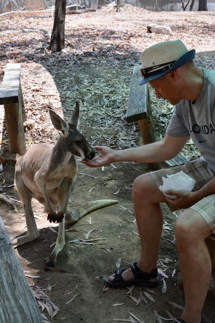Dani encounters the kangaroo