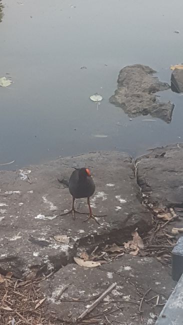 A duck with an orange beak.