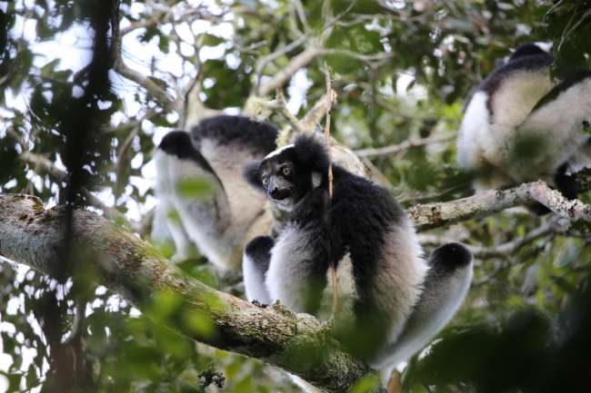 The Indri Indri Reserve