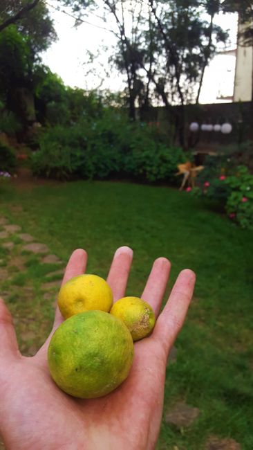 Lemons from the garden