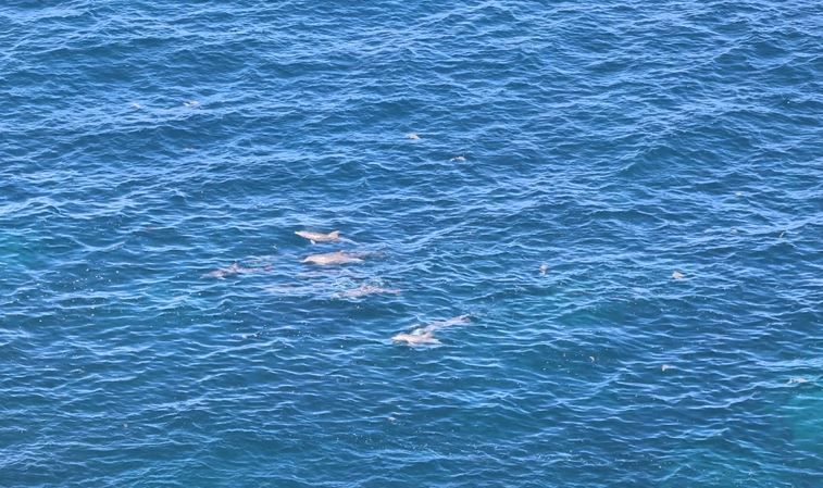 Dolphins at Island Rock Lookout
