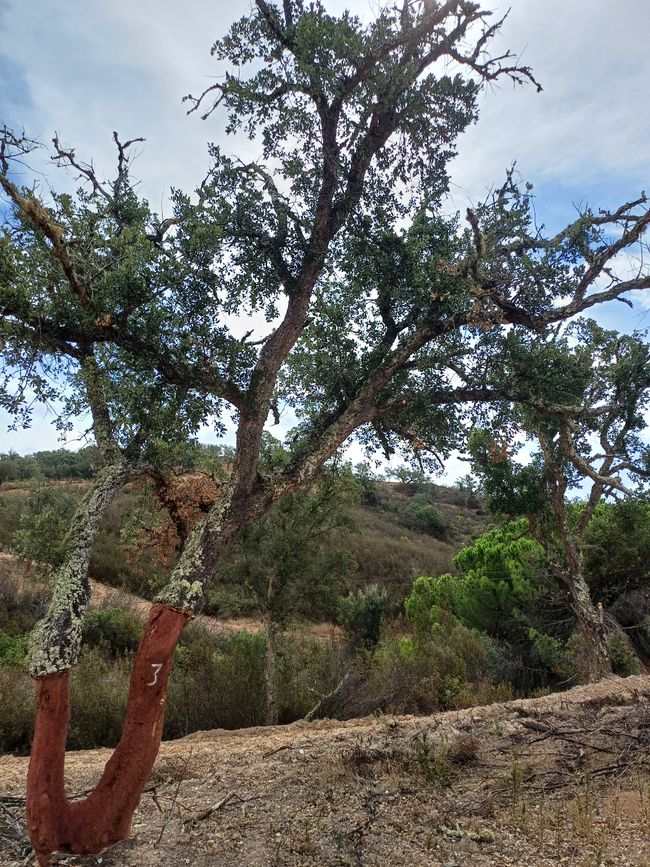 The cork oaks tend to be over 200 years old